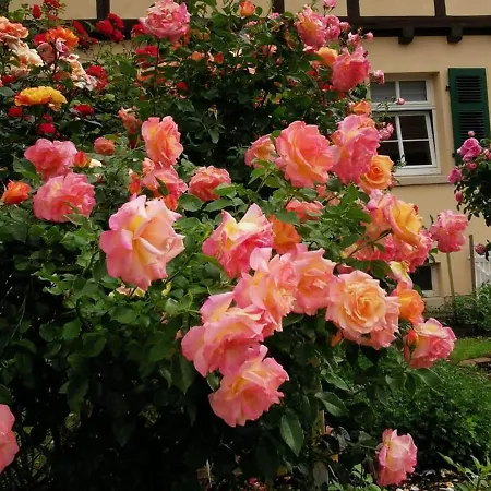 Rosenblick Bad Langensalza