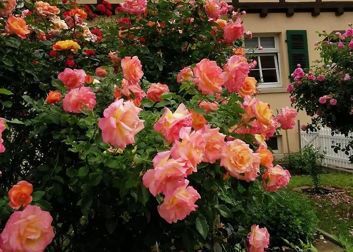 Rosenblick Bad Langensalza